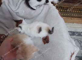 Kittens looking for their forever home