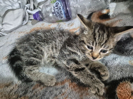 3 girl kittens
