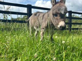 Miniature Mediterranean colt