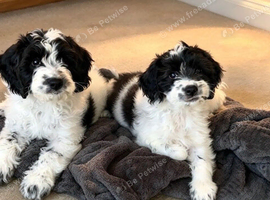Rare Sproodles