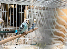 Budgies for sale