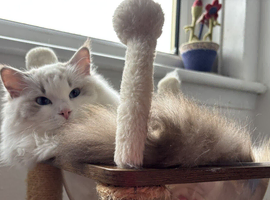 Two last Boys Pedigree Ragdoll Available