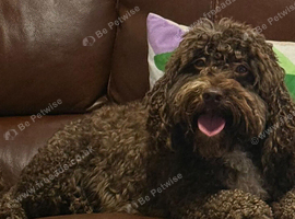 Adult f1 mini cockapoo girl