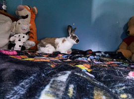 rabbit