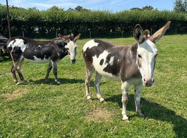 Jenny donkey