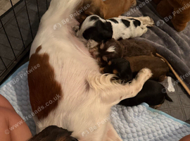 Beautiful Show &times; Working Cocker Spaniel Puppies