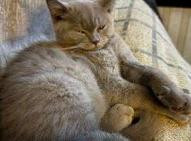 Pedigree British Shorthair