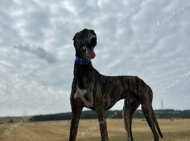 Saluki Collie Greyhound