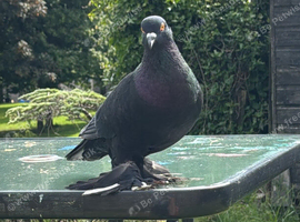Fancy pigeons pairs