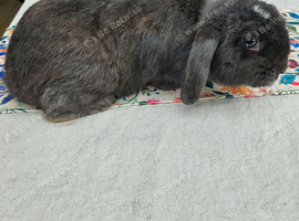 Mini lop doe for sale