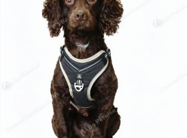 Irish water x cocker spaniel