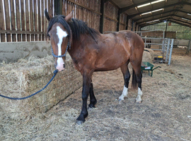 Stunning 2 year old gelding