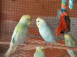 Budgies wanted