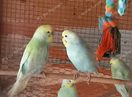 4 adult rainbow budgies for sale