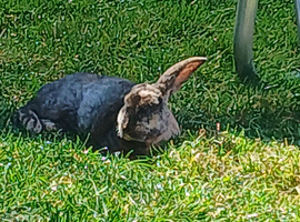2 bonded male rabbits