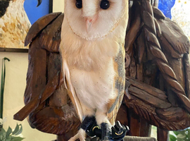 2026 beautiful barn owl