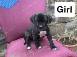 Cane corso X American bulldog