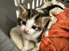 1x female kitten for sale