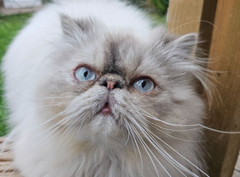 Stunning Persian for Stud Duties