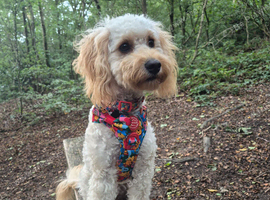 Wanted - a female dog
