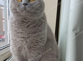Lilac British Shorthair Female