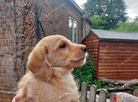 Miniature Labradoodles