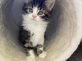 Beautiful Kittens, Ginger, Tortishell