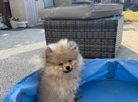 3 month Pomeranian