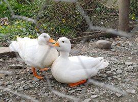 Call duck hatching eggs