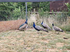 indian blue peafowl