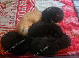 4 kittens
