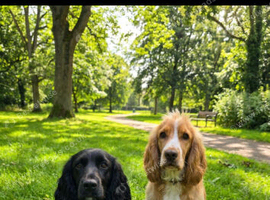 8 week old Male full cocker spaniel