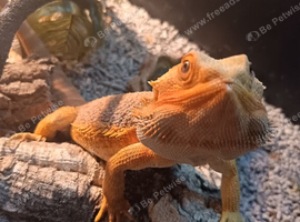 Bearded dragon