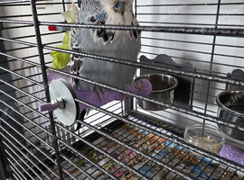 Old English male