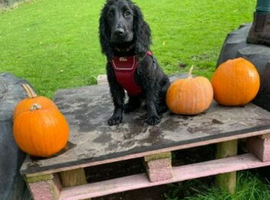 Black male cocker spaniel 14 Months