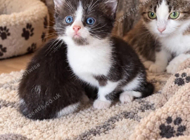 Beautiful Litter Of Black And White Kittens