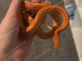 Corn snake