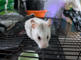 Hamster