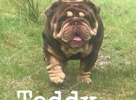 Bulldog stud