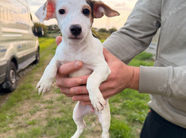 Pure breed Jack Russel puppies