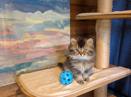 Beautiful Scottish straight kittens