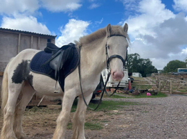 5 year old 12hh gelding cob buddy for sale