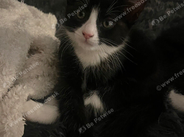 Kittens