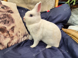 Female Netherland dwarf