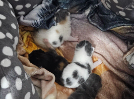 kittens