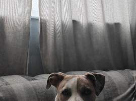 Staff x Bull mastiff for rehoming