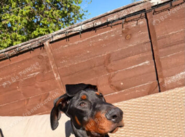 10 month old male Douberman (Douglas)