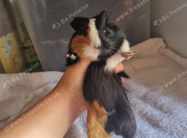 Lovely guinea pigs for sale