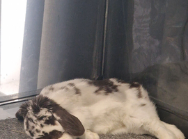 6 year Neauted male mini lop for sale