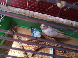 Young Cockatiels for sale